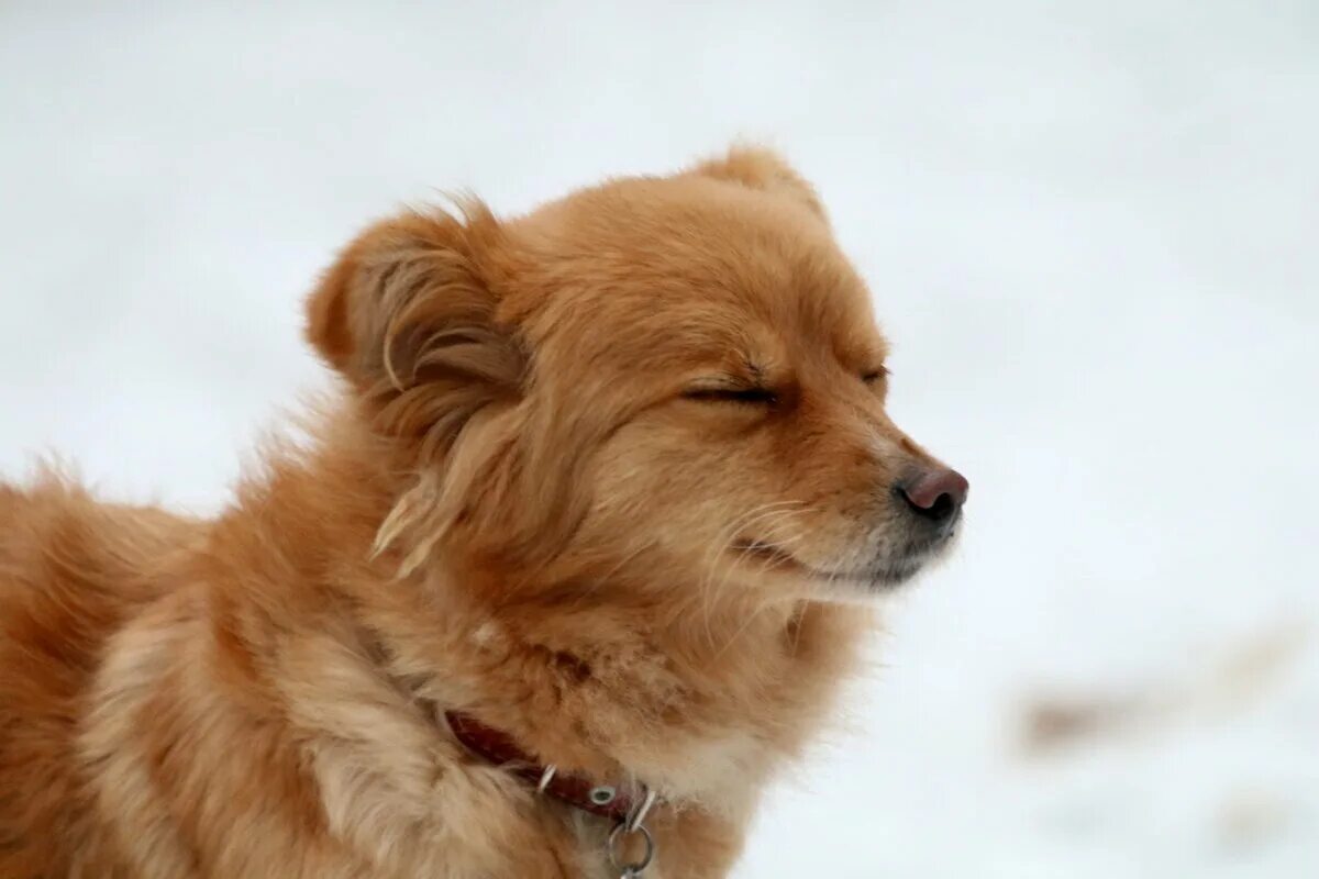 Денис никифоров бим нтв. Белый бим черное ухо кадры из фильма. Мартин вайнек комиссар рекс. Сериал комиссар рекс рекс. Мартин вайнек комиссар рекс.