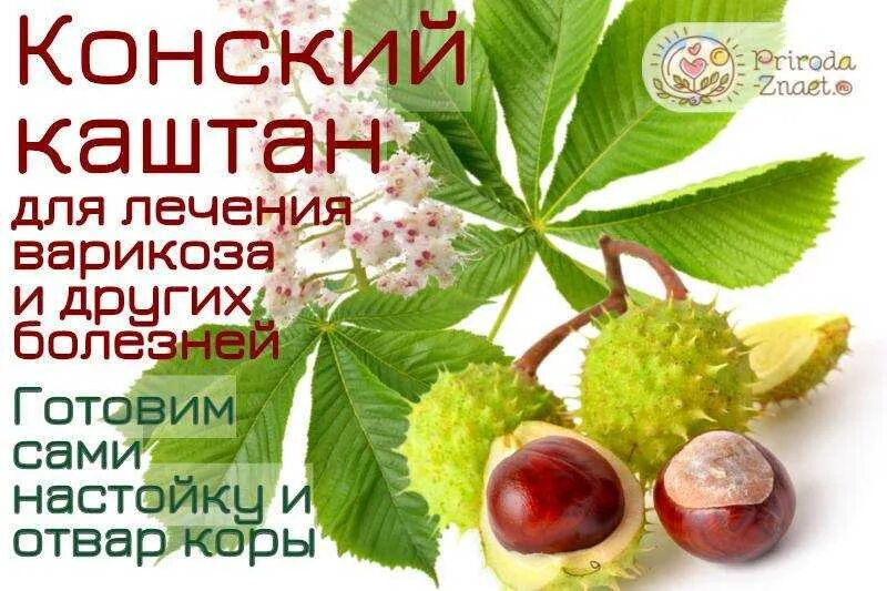Народная медицина конский каштан. Экстракт плодов каштана. Конский каштан обыкновенный семена. Чем полезен конский каштан. Каштан дерево плоды.