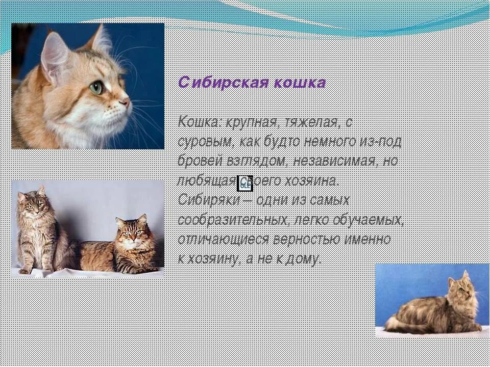Доклад про кошку. Сообщение о породе кошек. Проект про кошек. Сообщение о домашних кошках. Доклад о котах.