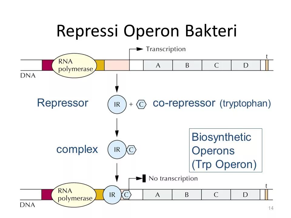 схема lac-оперона.