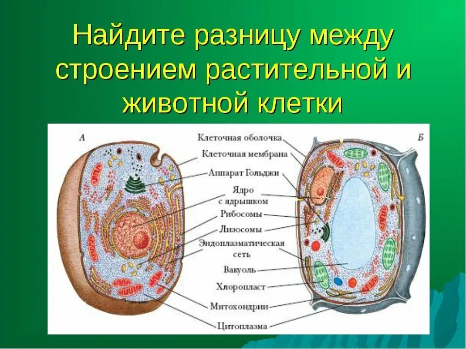 Обобщенное строение клетки. Строение клетки растений и животных биология 5 класс. биология 6 класс строение живой и растительной клетки. строение живой и растительной клетки 5 класс биология. строение животной клетки 5 класс биология.