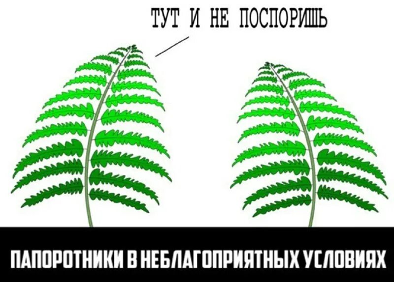 Два папоротника. Тут не поспоришь папоротник. папоротник мем. папоротники мемы. встречаются два папоротника.