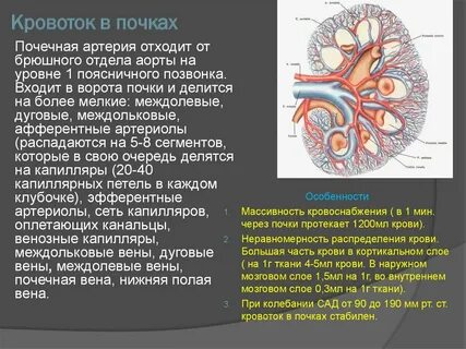 Почечная гемодинамика