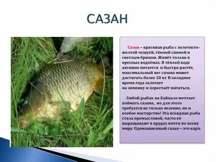 Карп информация