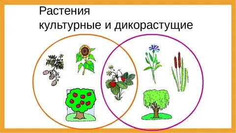 Нарисовать культурное растение