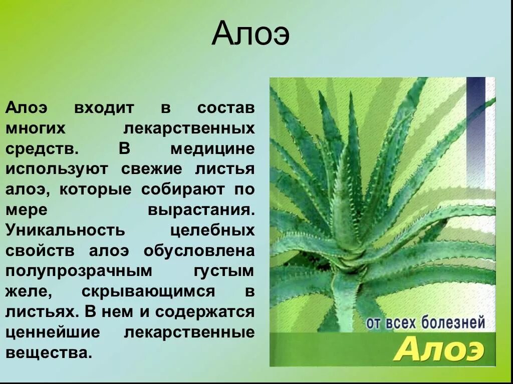 Комнатное растение алоэ столетник. 1. Алоэ древовидное (столетник). Сообщение о комнатном растении алое. Комнатное растение алоэ доклад. Алоэ рассказ