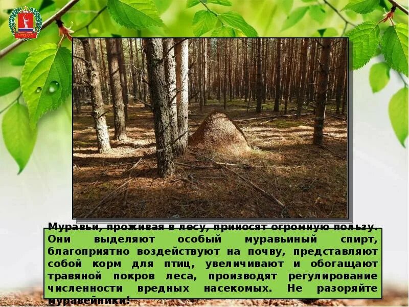 Какую пользу приносит человек лесу. Польза леса картинки. великую пользу приносит лес человеку. какую пользу приносит нам лес.