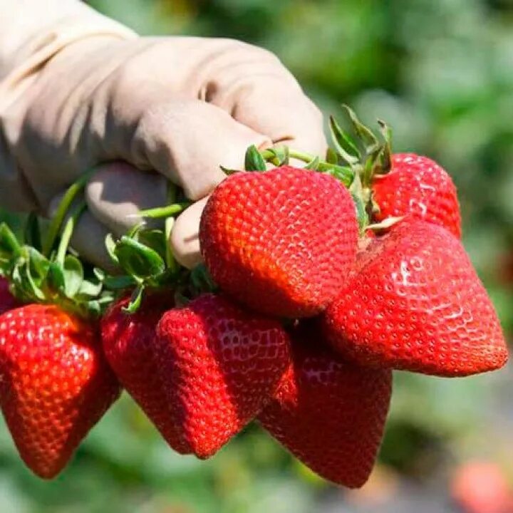 Клубника сальса описание сорта фото отзывы. Садовник клубника. Сорт клубники сирия. Садовник клубника. Сбор клубники.