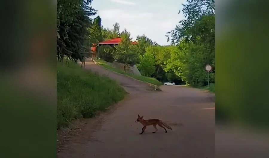 В воронеже замечен. Лиса Воронеж. Лиса выбегает на дорогу в парке. Лиса перебегает дорогу. Лисы Воронежа.