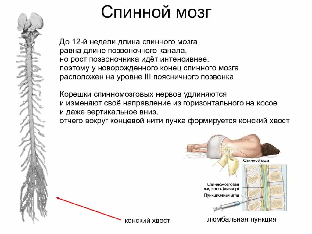 Конский хвост спинного мозга. Срез спинного мозга строение. Конский хвост спинного мозга анатомия у человека. Спинной мозг строение конский хвост.