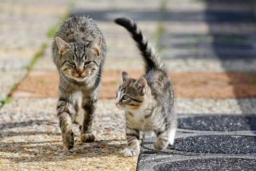 Кошка с котятами. Кошка идет с котенком. Коты идут. Котенок гуляет.