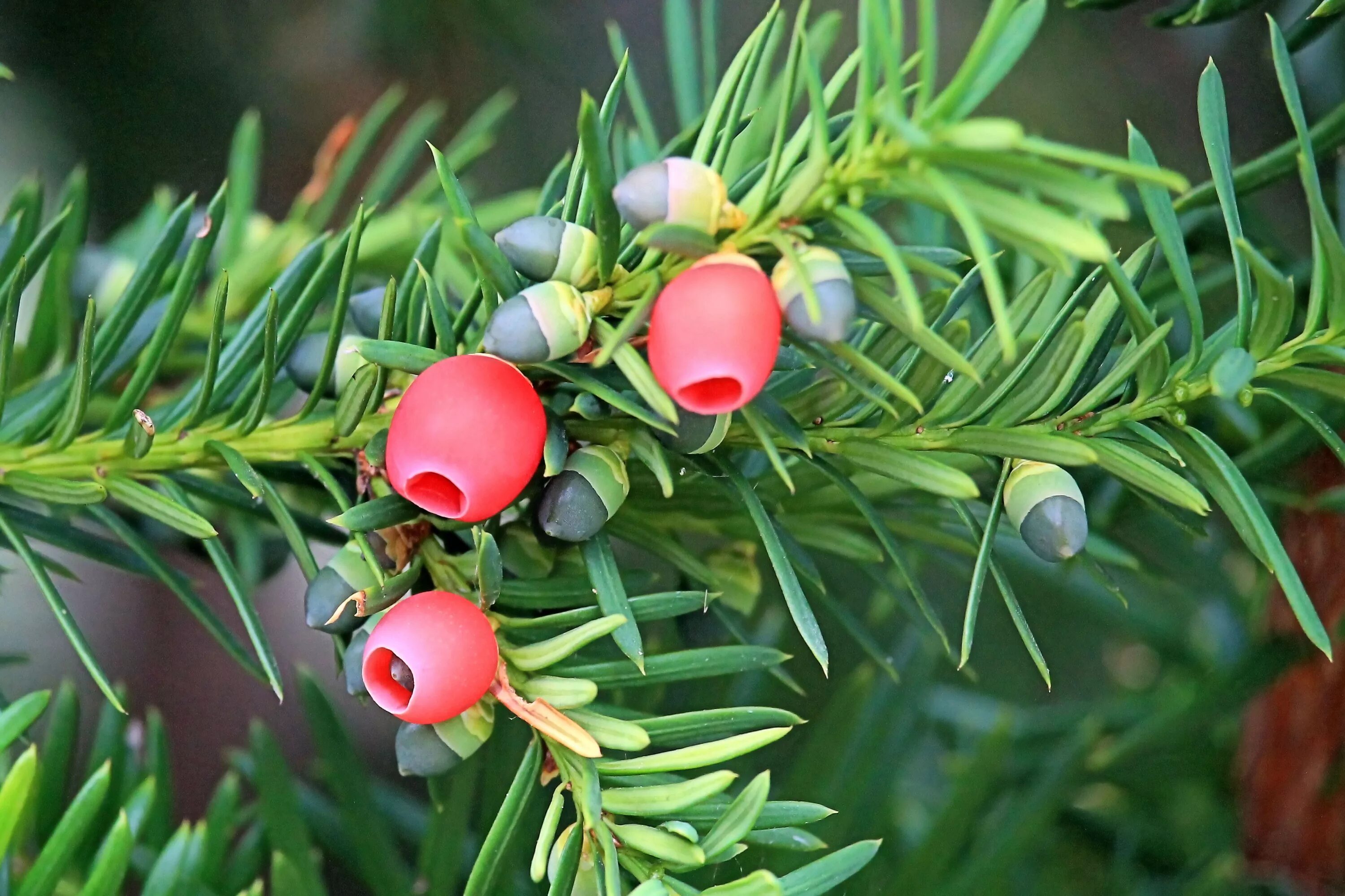 Хвойные б. Тис ягодный дерево. Тисс ягодный (Taxus baccata. Тис ягодный Táxus baccáta. Тис ягодный (Taxus baccata David p9).