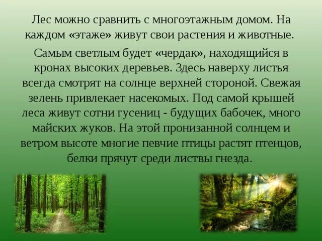 Природное сообщество лес. Законы жизни леса. Проект жизнь леса. Жизнь леса презентация. Законы лесной жизни 3 класс окружающий мир.