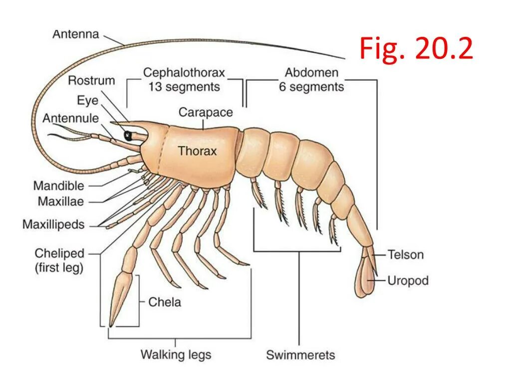 Карапакс членистоногих. Строение креветки. Мускулатура ракообразных. Конечности ракообразных. Речной рак головогрудь