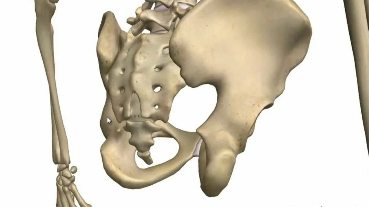 Три тазовые кости. Подвздошная кость анатомия. Тазовая кость 3d. Подвздошная кость анатомия человека. Подвздошная кость 3д.