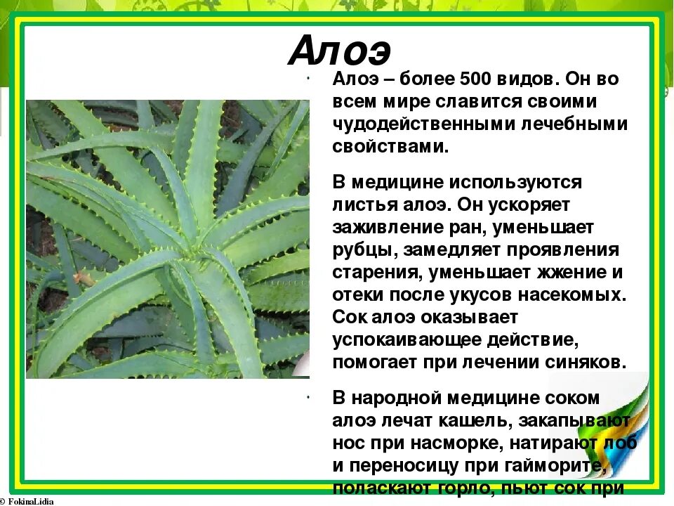 Как капать алоэ в нос. Лечебное растение алоэ. Алоэ лекарственное растение. Лист алоэ. Алоэ лечебный информация.