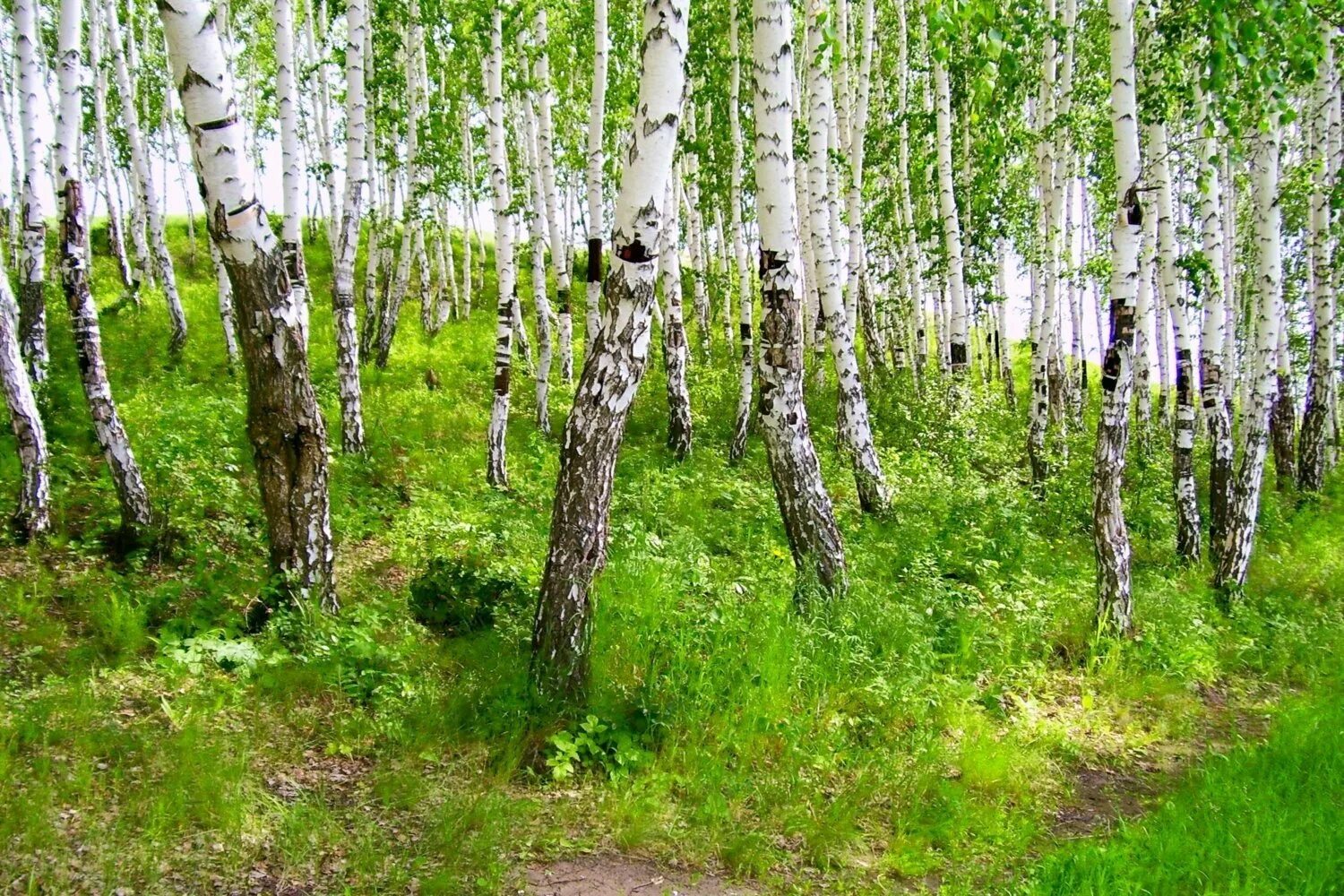 Березовая роща 4 класс. Плосколистная береза на камчатке. белоствольная береза. березовая роща ярославль. берёзовая роща златоуст.