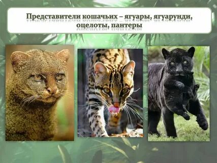 Млекопитающие отряда кошачьих