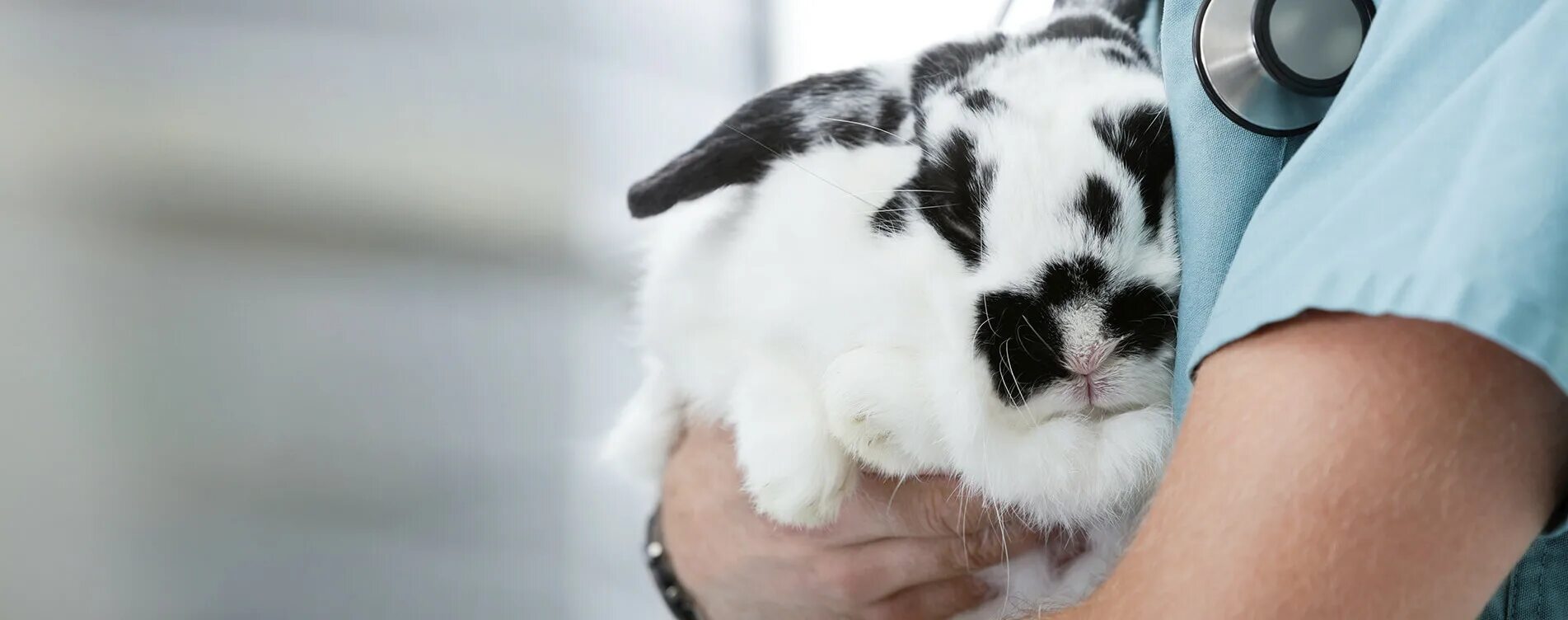 Belanta vet. С днем победы надпись для открытки. Беланта щербинка. С днем победы надпись. Belanta vet.