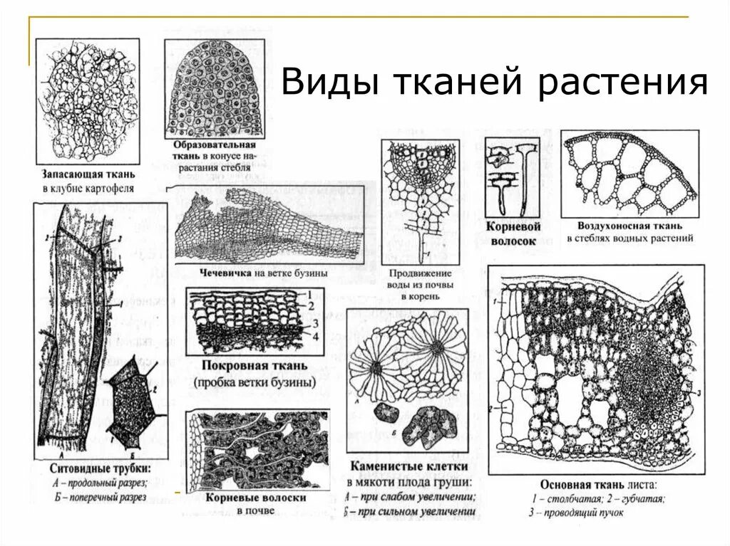 Изображение ткани растений