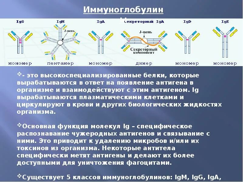 Классы иммуноглобулинов, участвующие в регуляции иммунного ответа. Классы антител IGG, IGM, iga,IGE.. Классы иммуноглобулинов иммунология. Димер иммуноглобулина g. Иммунные белки крови