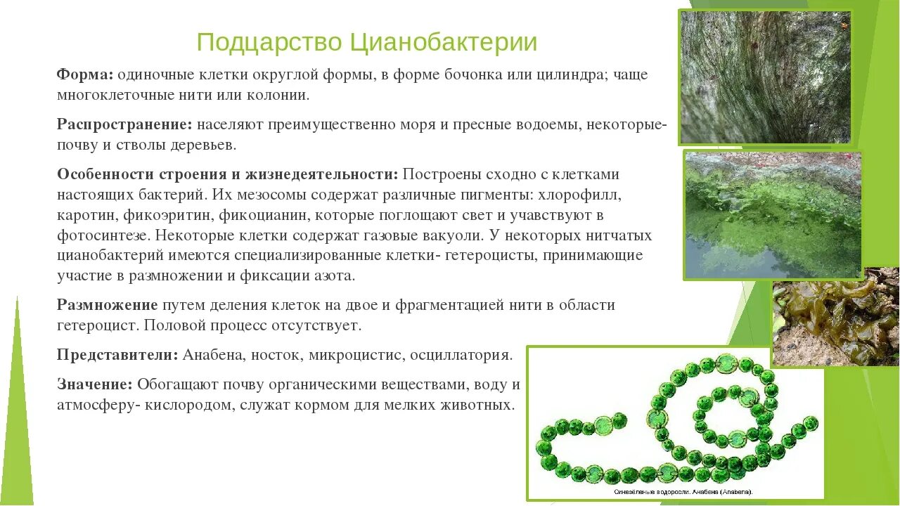 Цианобактерии в отличие от стрептококковых бактерий. Цианобактерии в отличие от стрептококковых бактерий. Представители цианобактерий название. Цианобактерии гетероцисты. Подцарство цианобактерии.