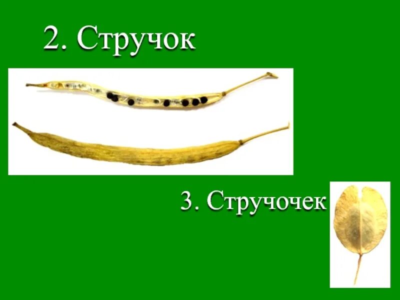 Крестоцветные стручочек. Плод стручок и стручочек. Стручочек крестоцветных. Стручок и стручочек строение. Стручочек Тип плода.