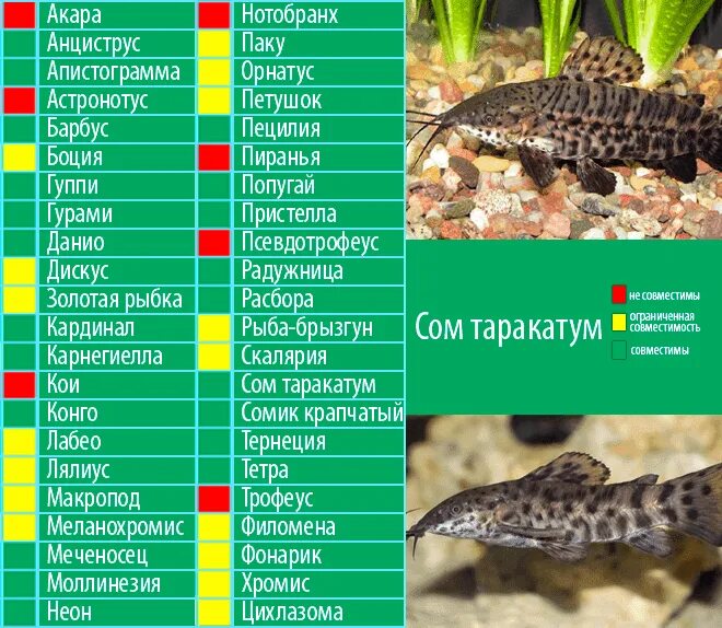 Совместимость аквариумных рыбок. Аквариумный сомик мистус. Совместимость сома с другими рыбами. Таблица совместимости аквариумных рыбок. Совместимость сома с другими рыбами.