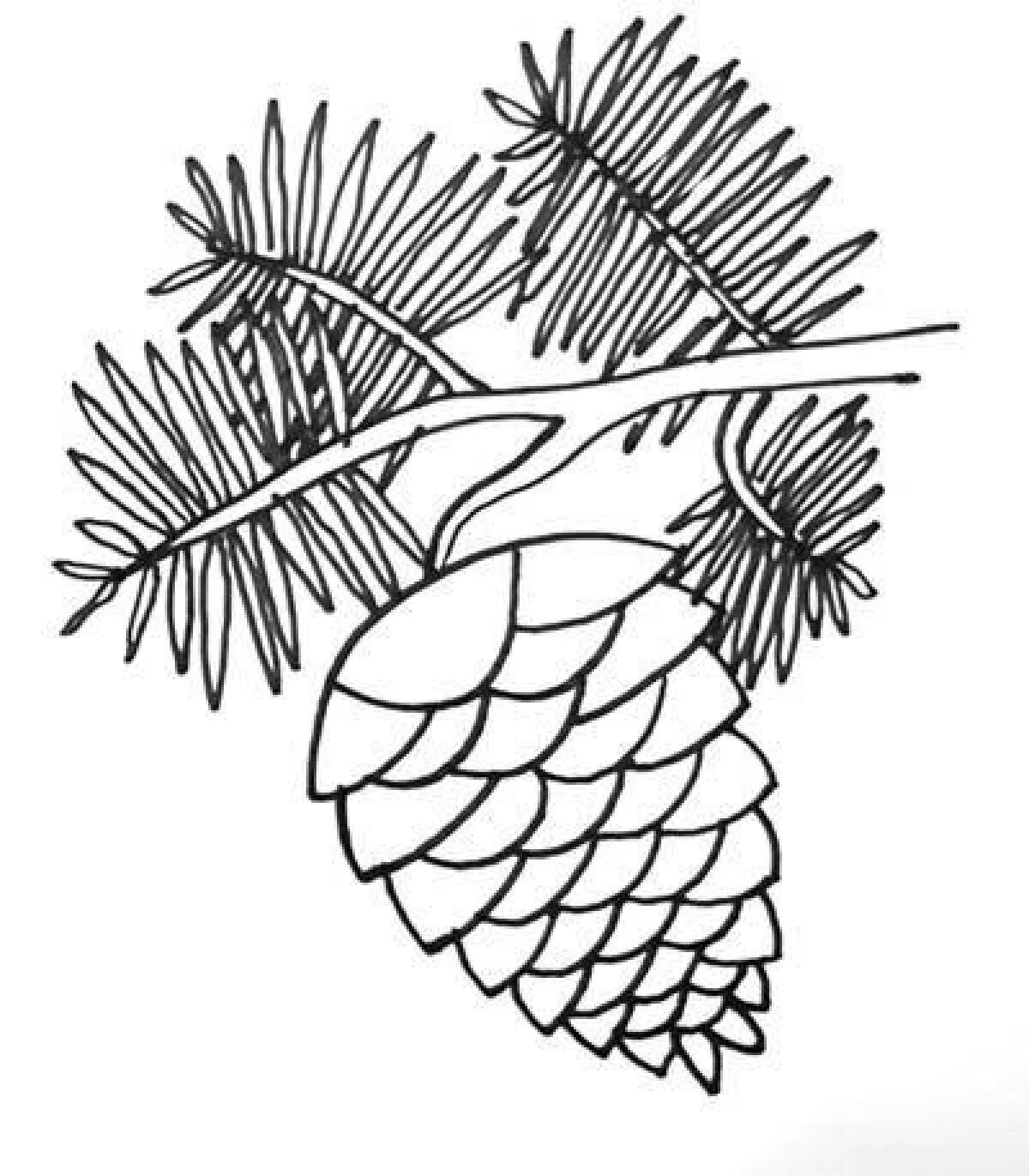 Рисование еловая веточка. Ветка ели карандашом. Еловая ветка рисование. Хвоинки дерева пихта. Рисование еловой шишки.