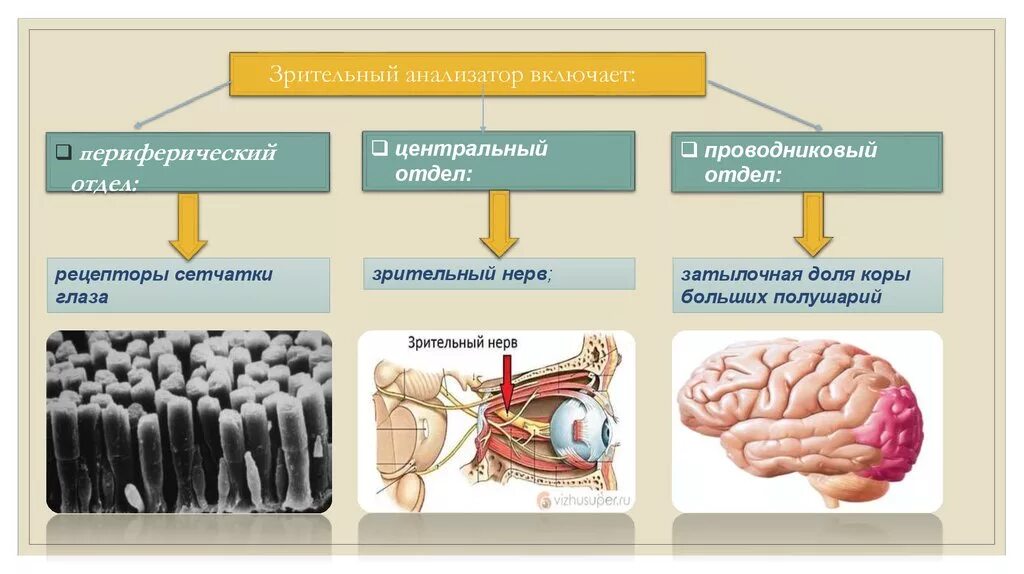 Функции каждого отдела анализатора. Отделы сенсорной системы периферический проводниковый Центральный. Периферический отдел зрительного анализатора. Анализаторы периферический отдел проводниковый отдел. Периферический отдел зрительной сенсорной системы.