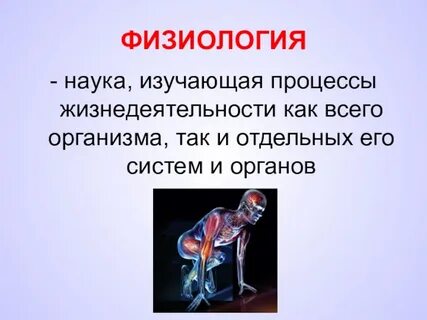 И организма в целом является