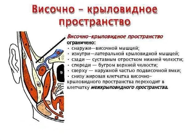 Подъягодичное клетчаточное пространство. Височно-крыловидное клетчаточное пространство. крыловидное пространство. крыловидно-челюстное клетчаточное пространство ограничено снизу. межкрыловидное клетчаточное пространство границы.