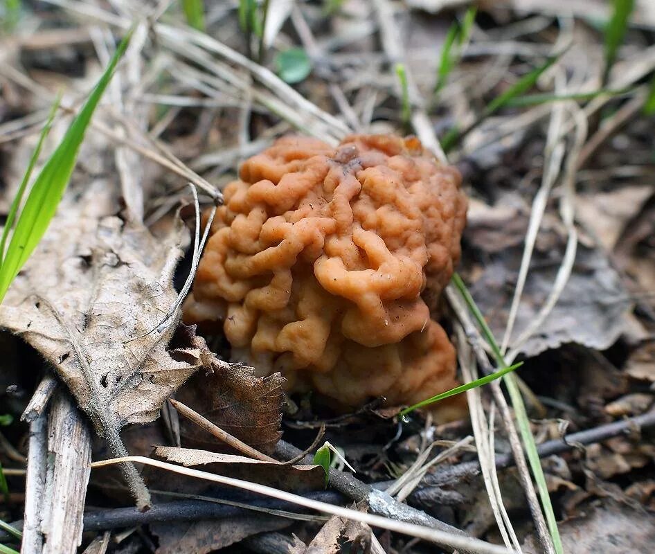 Строчок гигантский — Gyromitra Gigas.. Гриб строчок. Строчо́к гигантский. Строчок гриб фото.