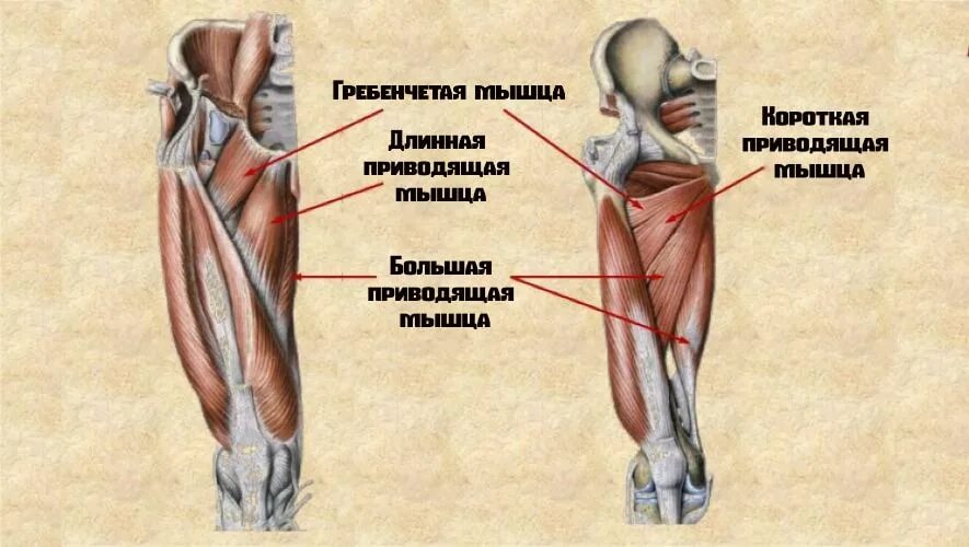 Функции приводящих мышц. Короткая приводящая мышца бедра анатомия. Длинная приводящая мышца бедра анатомия. Анатомия мышц внутренней стороны бедра. Большая приводящая мышца бедра анатомия.