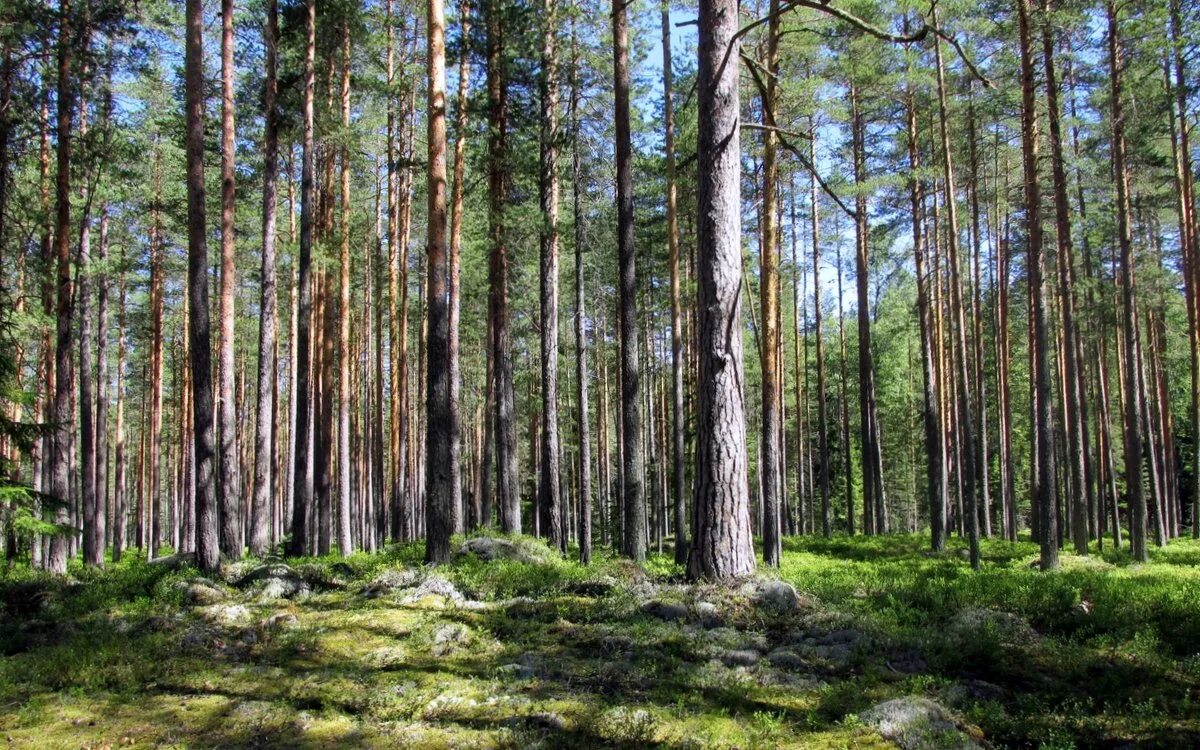 лесопарк измайлово велодорожки. королёв город московская область с высоты птичьего полета. территория городских лесов. лесопарковые зоны москвы. территория городских лесов.