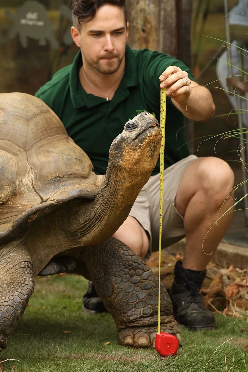 ирвин зоолог. биолог зоолог. зоолог для детей. люди занимающиеся изучением животных. профессия ветеринар.