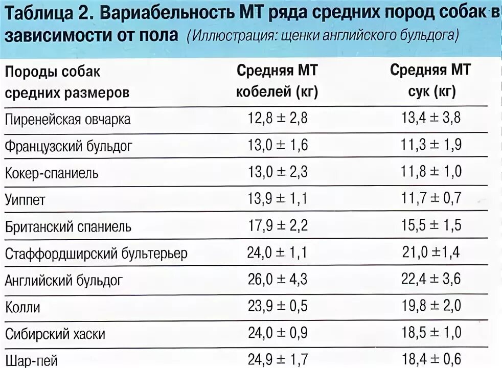 Вес собак по породам таблица Пин на доске Одяг для тварин в 2024 г Одежда для собак, Мода для домашних животн