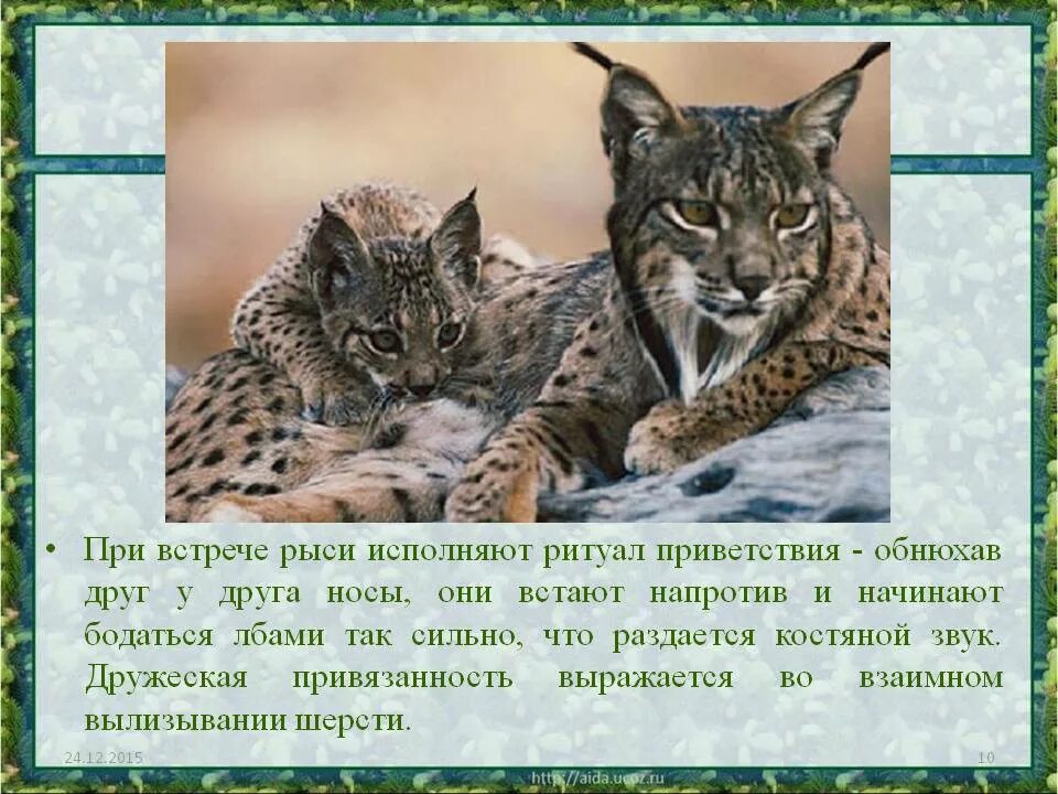 К какому относится рысь. Презентация на тему Рысь. Доклад про Рысь. Рысь презентация 4 класс. Краткий доклад про Рысь.