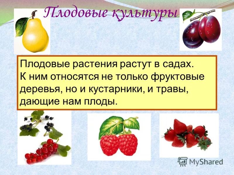 Культурные растения презентация 2 класс