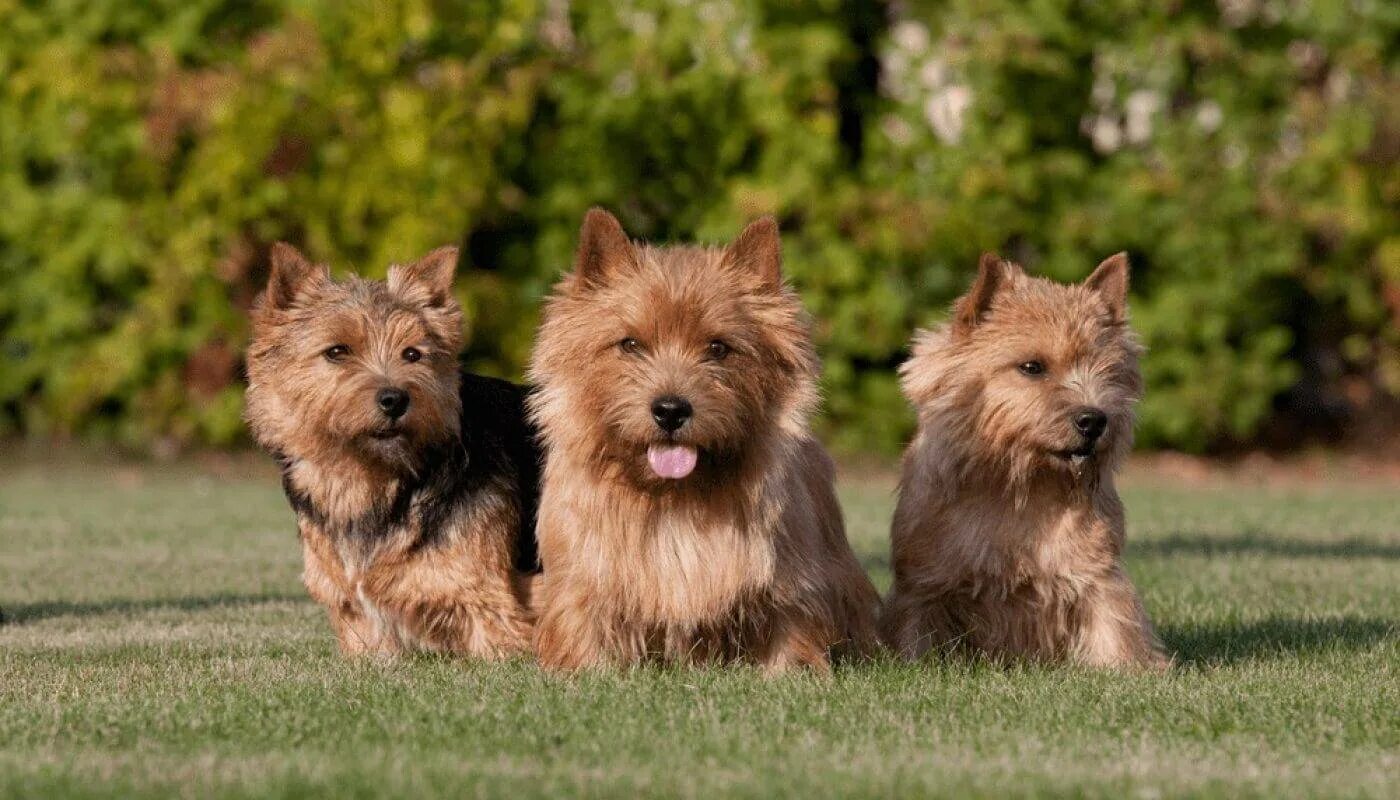 Порода норвич терьер. Норвич терьер лапкинс. Австралийский терьер норвич. Порода собак норвич терьер. Норвич терьер описание.