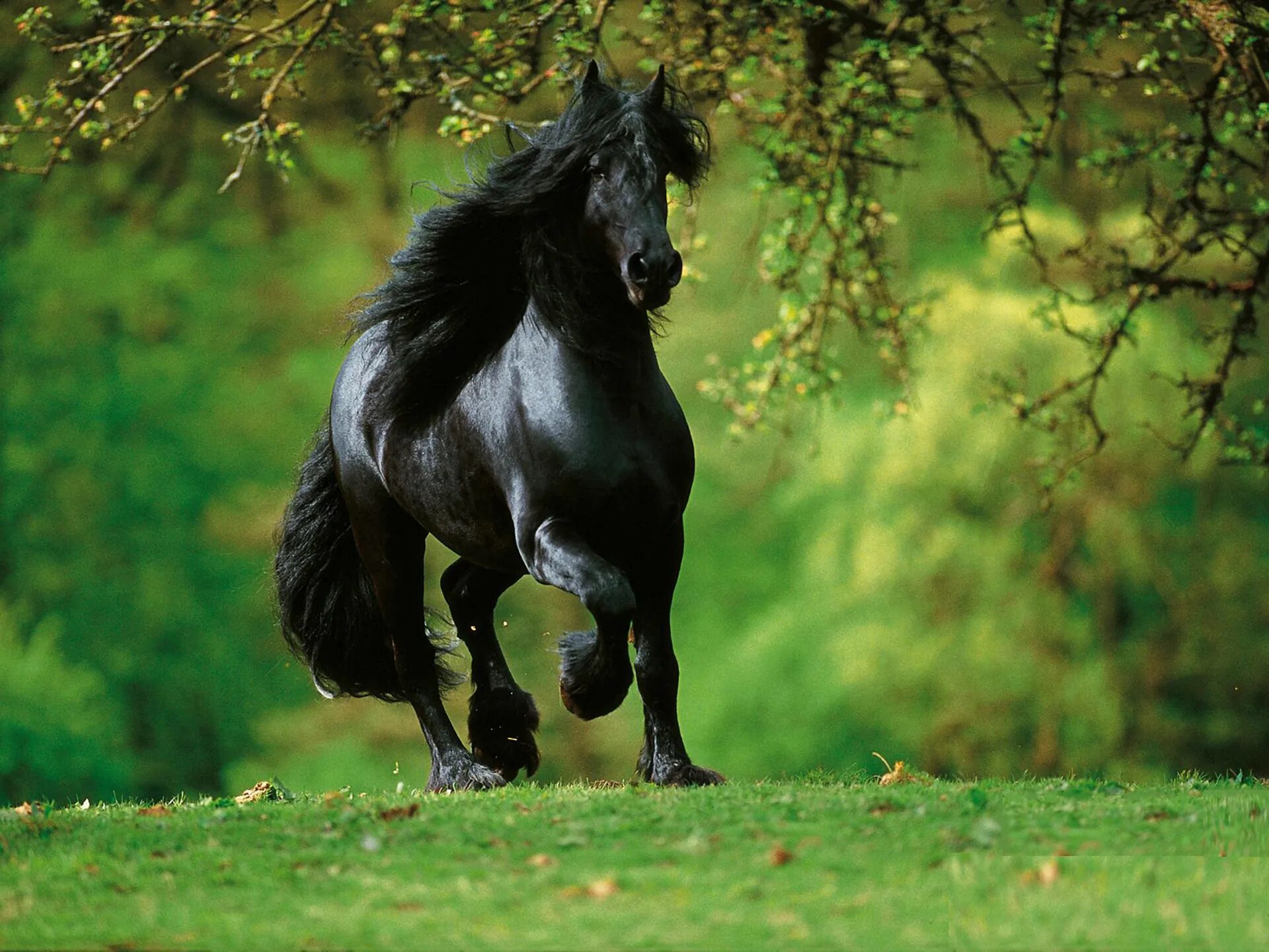 Horse pictures. Пегая Фризская лошадь. Фризская лошадь черная Жемчужина. Лошадь породы Мустанг. Фризская Вороная.