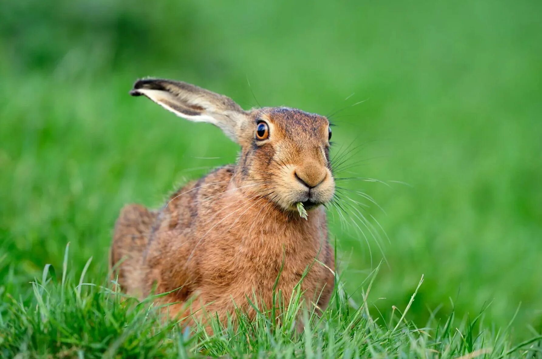 Зайчик в лесу. Зайцеобразные млекопитающие. Lepus europaeus (pallas, 1778) - заяц-русак. Зайцы травоядные. Заяц-русак.