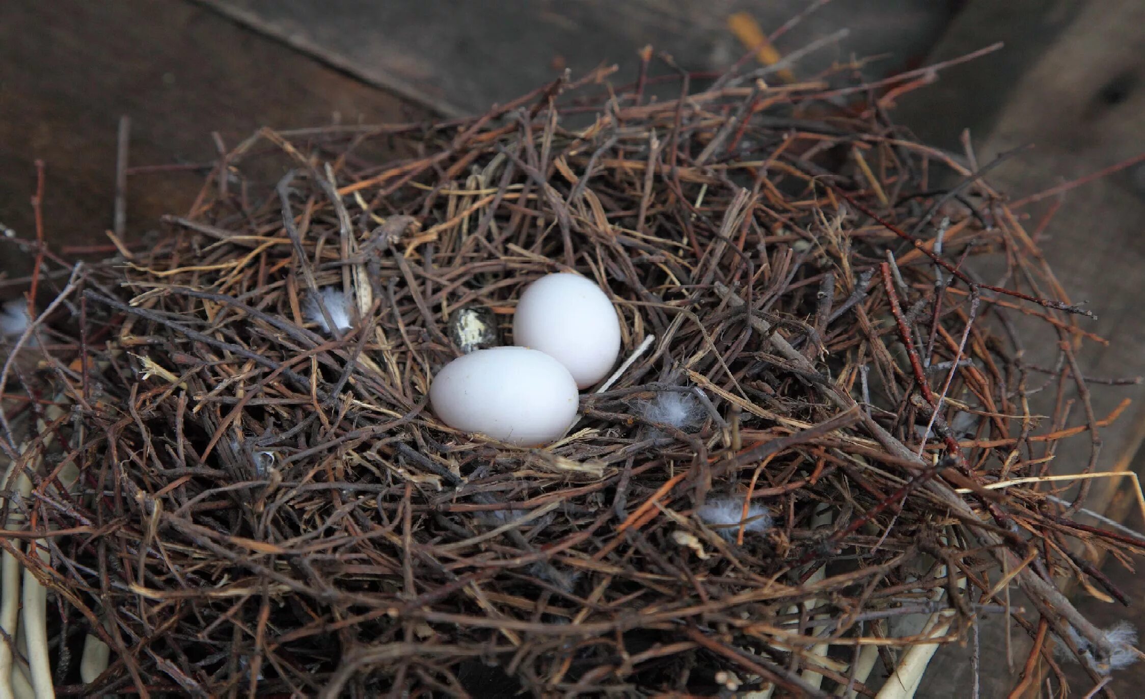 гнездо голубя вяхиря. гнездо дикого голубя. голубиное гнездо. клинтух яйца гнездо. голубь строит гнездо.