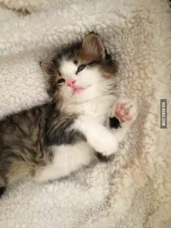 Маленький котенок дома