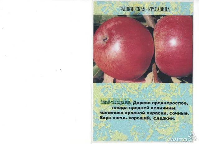 Яблоня башкирский красавец описание фото. Сорт яблони башкирская красавица. сорт яблок башкирская красавица. башкирская красавица яблоня колоновидная. сорт яблони башкирский красавец.