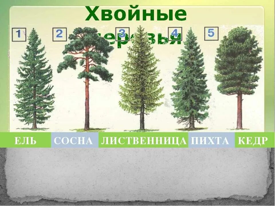 Ель сосна пихта кедр и лиственница. Ель сосна кедровая сосна пихта лиственница. кедр ель сосна лиственница. ель пихта кедр. ель пихта кедр лиственница.