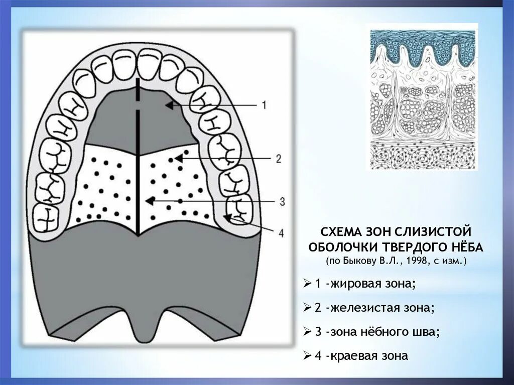 Слизистая оболочка твердого неба ( зоны). Схема строения жировой части твердого нёба. Зоны твердого неба гистология. Слои слизистой полости рта