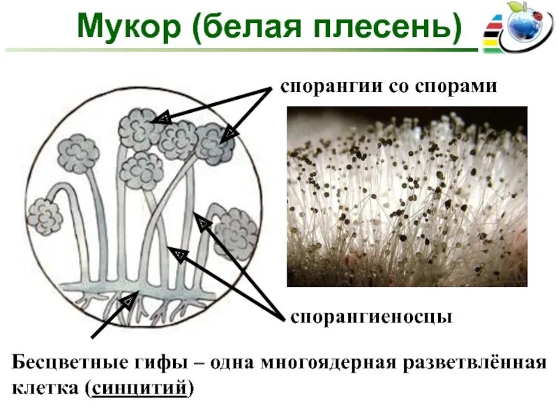 Многоклеточные грибы мукор. Мукор мицелий. Мукор царство грибов. Мукор пеницилл аспергилл. Плесень мукор.