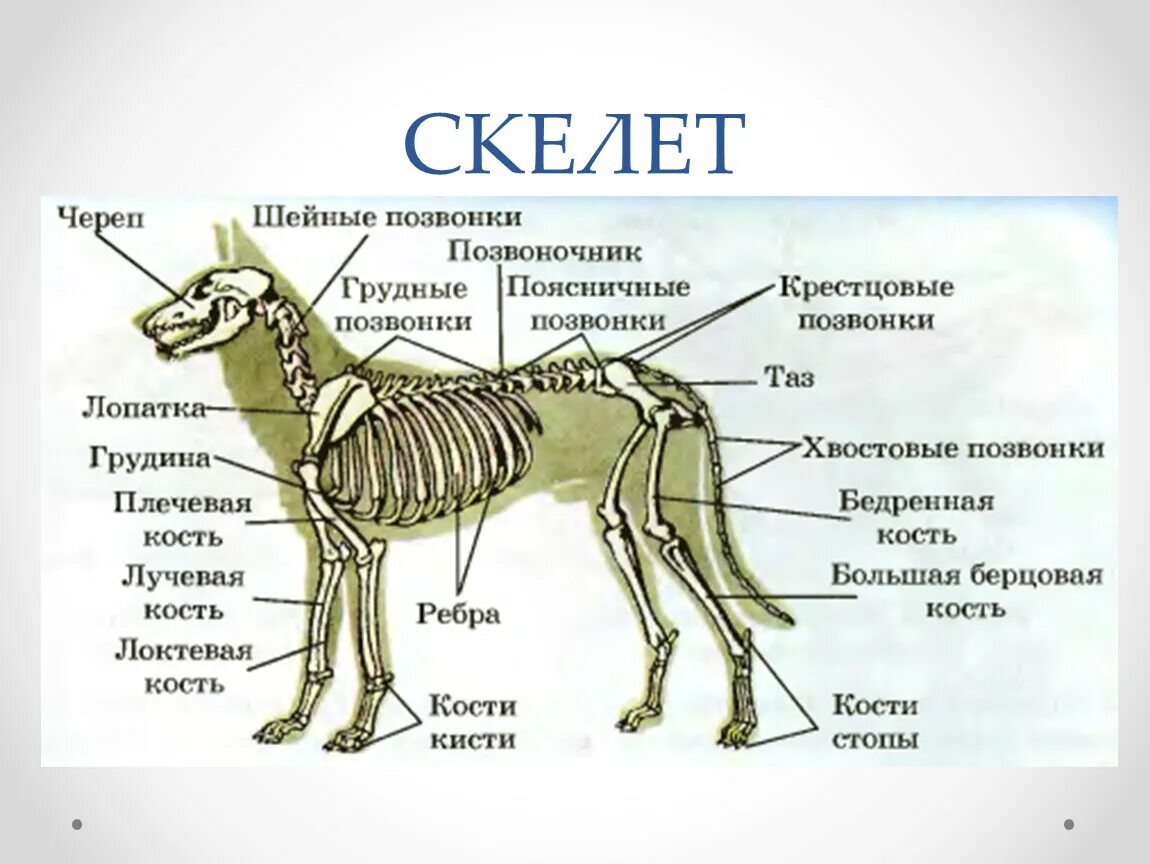 Класс млекопитающие отделы позвоночника. Опорно двигательная система скелет собаки. Внешнее строение и опорно двигательная система млекопитающих. Строение опорно двигательной системы животных. Опорно двигательная система млекопитающих 7 класс.