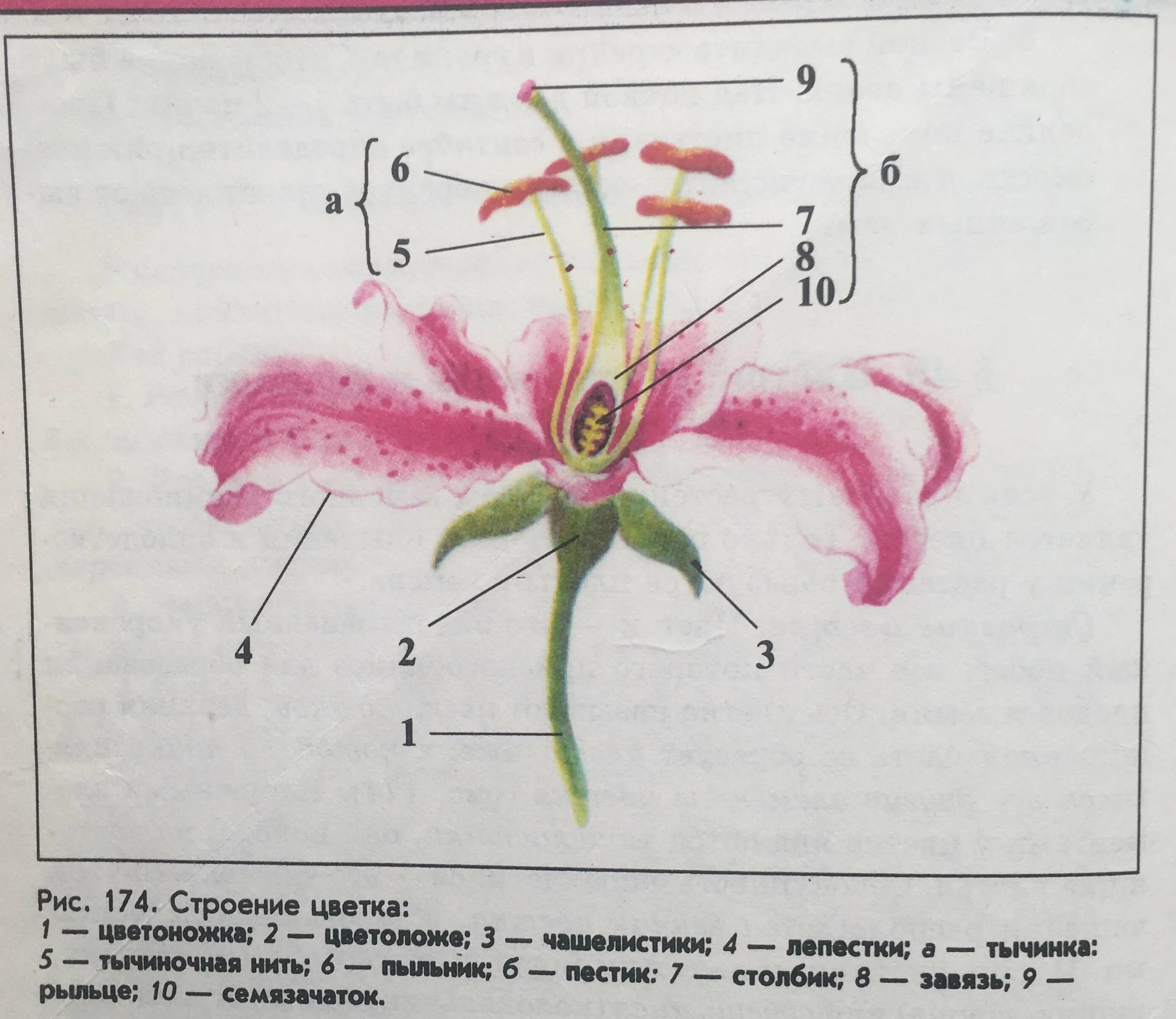 Чашелистик пыльник и завязь на рисунке цветка. Подпишите чашелистик пыльник завязь. Чашелистик тычиночную нить рыльце. Чашелистик пыльник завязь. Чашелистник пыльник завязь.